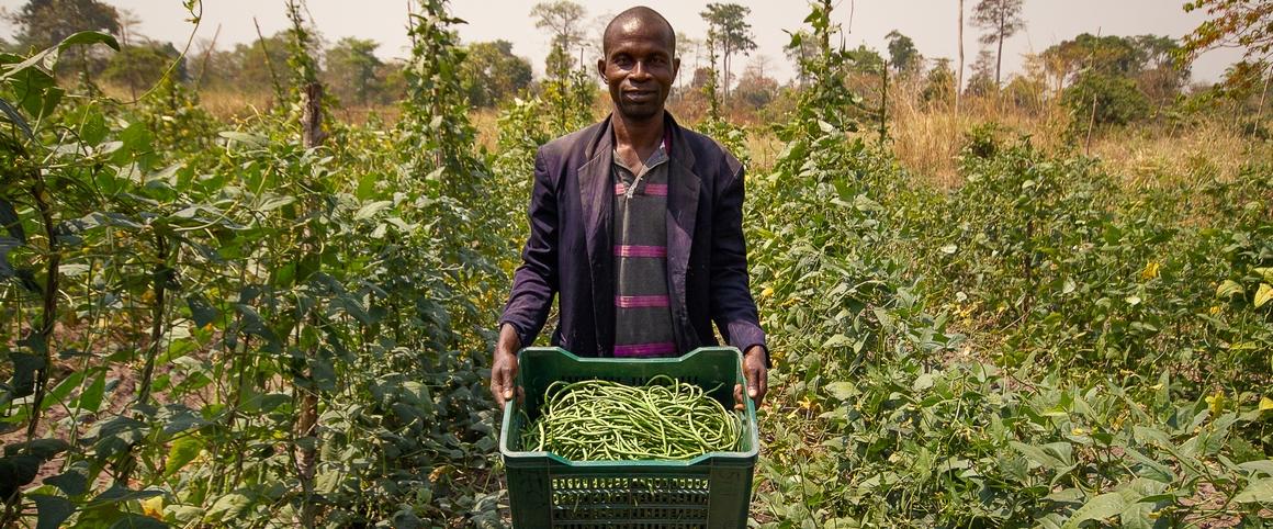 A Akpessokro en Côte d'Ivoire, Iréné a transformé sa ferme pour s'orienter vers l'agroécologie. Il fournit désormais des légumes à une entreprise sociale, qui distribue des paniers de légumes dans les villes de Yamoussoukro et d'Abidjan. © R. Belmin, Cirad